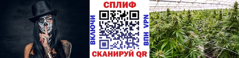 Бошки Шишки ГИДРОПОН  Купить закладки  Камень-на-Оби 
